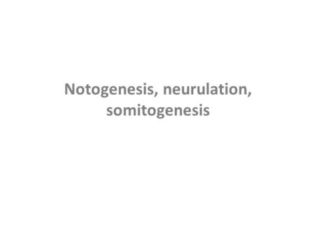 Notogenesis, neurulation, somitogenesis