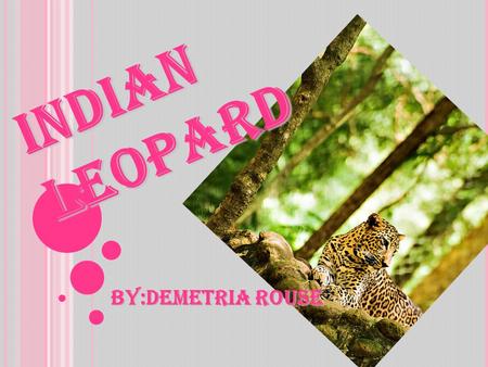 INDIAN LEOPARD BY:Demetria Rouse. K INGDOM - ANIMALIA PHYLUM - CHORDATA ( VERETEBRAT ) C LASS - M AMMALIA O RDER - CARNIVORA F AMILY - FELIDAE GENUS -