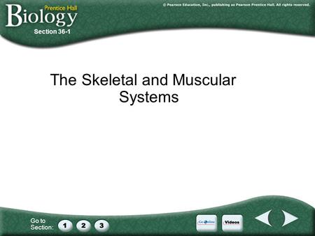 The Skeletal and Muscular Systems