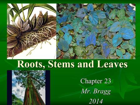 Roots, Stems and Leaves Chapter 23 Mr. Bragg 2014.