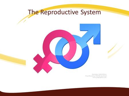 The Reproductive System