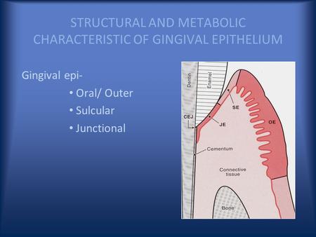 STRUCTURAL AND METABOLIC CHARACTERISTIC OF GINGIVAL EPITHELIUM