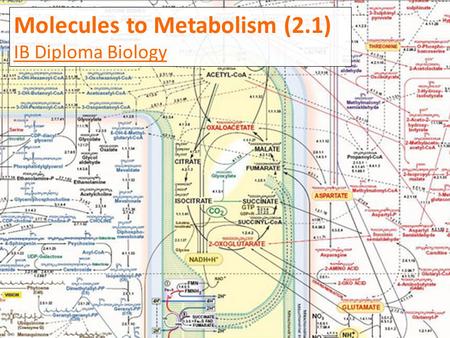 Molecules to Metabolism (2.1)