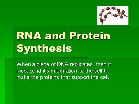 RNA and Protein Synthesis When a piece of DNA replicates, then it must send it’s information to the cell to make the proteins that support the cell.