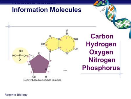 Nucleic acids: Information Molecules