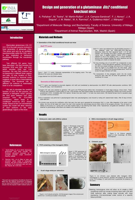 4.ESCs microinjection in 8-cell stage embryo 5. Chimeric pups Design and generation of a glutaminase Gls2 conditional knockout mice A. Peñalver 1, M. Tosina.