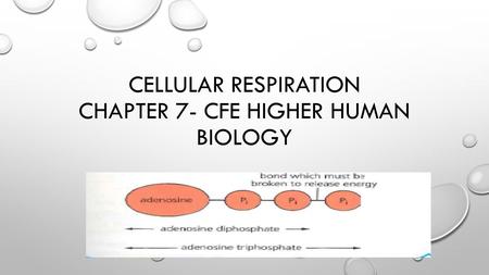 Cellular Respiration Chapter 7- Cfe Higher Human Biology