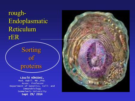 Rough- Endoplasmatic Reticulum rER Sortingofproteins László KŐHIDAI, Med. Habil. MD.,PhD. Assoc. Professor Department of Genetics, Cell- and Immunobiology.