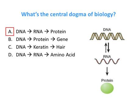 What’s the central dogma of biology?