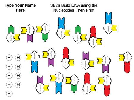 SB2a Build DNA using the Nucleotides Then Print HH HH H HH HH Type Your Name Here.