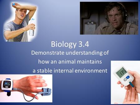 Biology 3.4 Demonstrate understanding of how an animal maintains a stable internal environment.