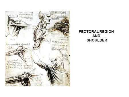 PECTORAL REGION AND SHOULDER.