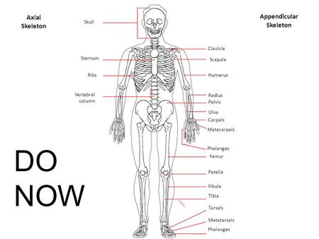 Appendicular Skeleton