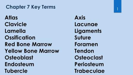 Chapter 7 Key Terms 1 AtlasAxis ClavicleLacunae LamellaLigaments OssificationSuture Red Bone MarrowForamen Yellow Bone MarrowTendon OsteoblastOsteoclast.