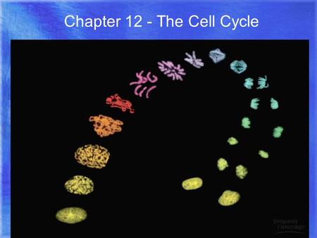 Chapter 12 - The Cell Cycle