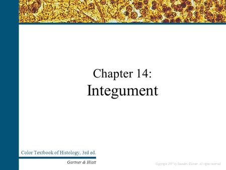 Copyright 2007 by Saunders/Elsevier. All rights reserved. Chapter 14: Integument Color Textbook of Histology, 3rd ed. Gartner & Hiatt Copyright 2007 by.