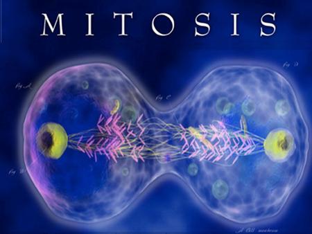 Get out your copy of the “Mitosis and Cytokinesis” handout.