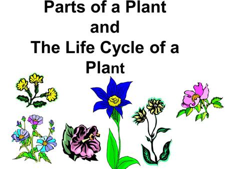 The Life Cycle of a Plant