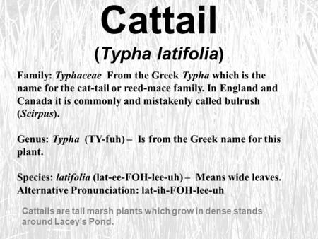 Cattail (Typha latifolia)