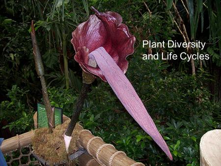 Plant Diversity and Life Cycles