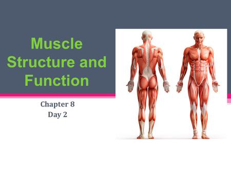 Muscle Structure and Function