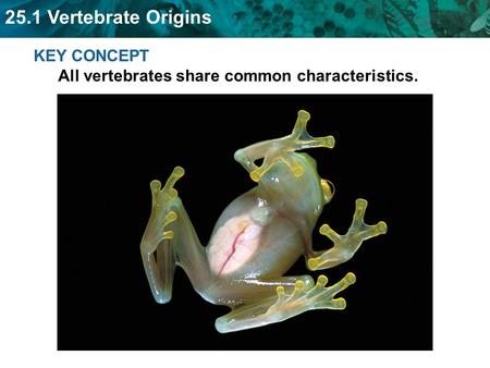 KEY CONCEPT  All vertebrates share common characteristics.