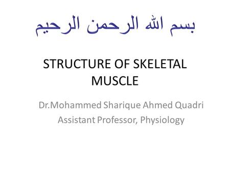 STRUCTURE OF SKELETAL MUSCLE