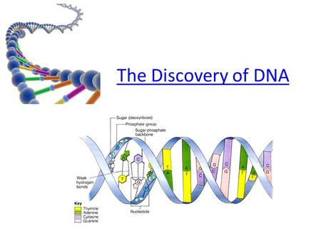 The Discovery of DNA. The DNA Revolution In 1928, Griffith discovered that a factor in heat-killed, disease causing bacteria can “ transform” harmless.