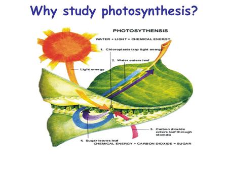 Why study photosynthesis?. Environment Source of earth’s oxygen Uses carbon dioxide to prevent greenhouse gases.