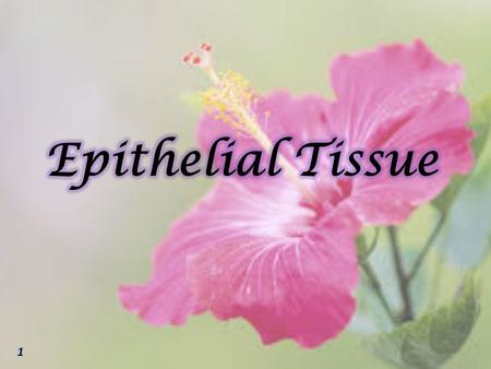 1- Epithelial tissue covers surfaces with an uninterrupted layer of cells. 2- Epithelial cells are attached to one another. They are sheets of continuous.