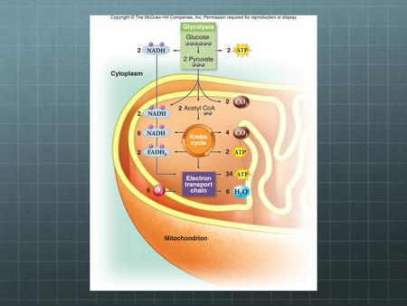 InputsOutputsLocation in the Cell GlycolysisGlucose, ADP + P NAD + + H + ATP 2 Pyruvate, ATP NADH ADP + P Cytoplasm Link Reaction2 Pyruvate.