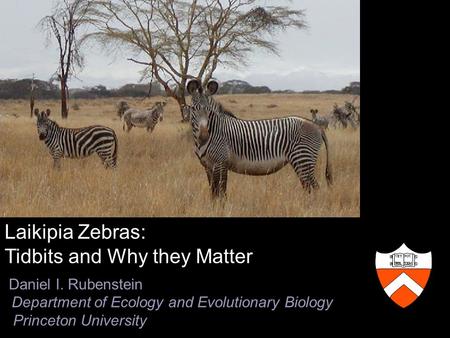 Laikipia Zebras: Tidbits and Why they Matter Daniel I. Rubenstein Department of Ecology and Evolutionary Biology Princeton University VET TES EN NOV TAM.