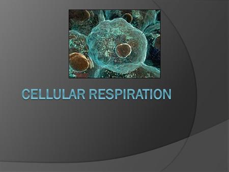 Cellular Respiration.