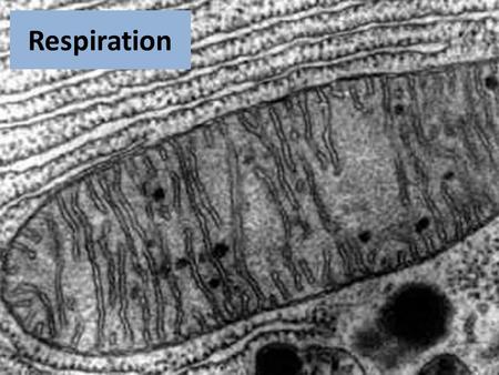 Respiration. Chemical C 6 H 12 O 6 + O 2  CO 2 + ATP + H 2 O *Balanced C 6 H 12 O 6 + 6O 2  6CO 2 + ATP + 6H 2 O.