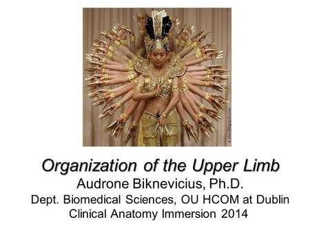 Organization of the Upper Limb