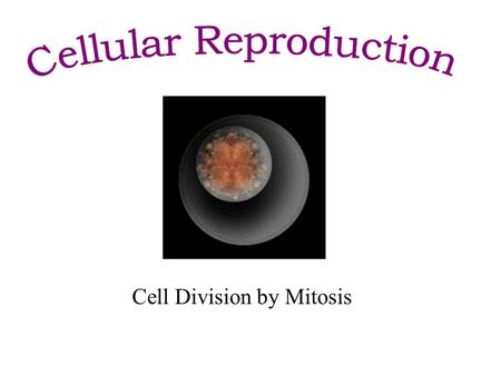 Cell Division by Mitosis