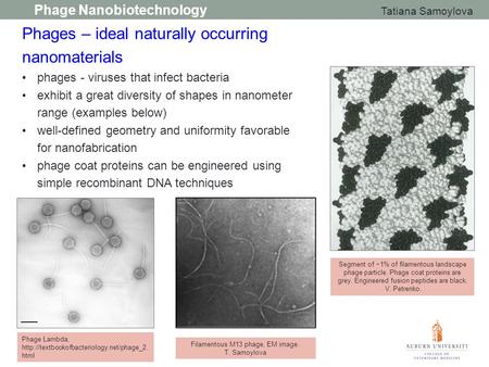 Phage Nanobiotechnology Tatiana Samoylova Phages – ideal naturally occurring nanomaterials phages - viruses that infect bacteria exhibit a great diversity.