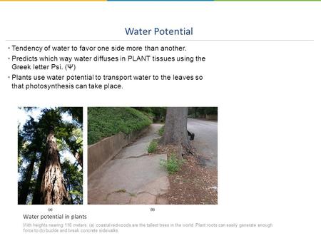 Water Potential Tendency of water to favor one side more than another.