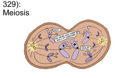 Chromosome Number - Is how many chromosomes a cell has