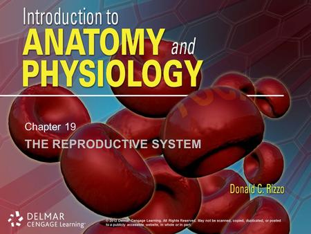 The Reproductive System