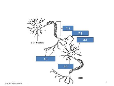 © 2012 Pearson Education, Inc. ©NIH 1 1.) 2.) 3.) 4.) 5.)