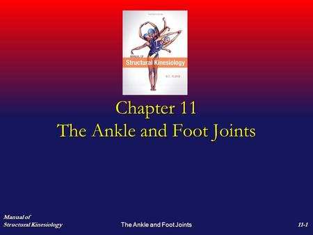 Chapter 11 The Ankle and Foot Joints