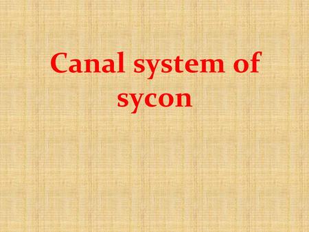 Canal system of sycon.