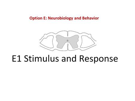 Option E: Neurobiology and Behavior