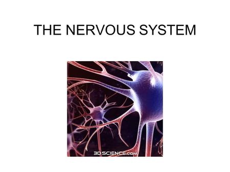 THE NERVOUS SYSTEM.