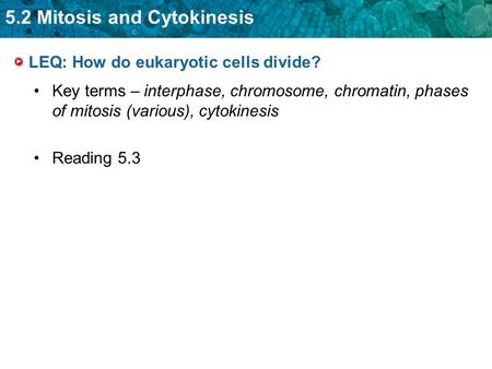 LEQ: How do eukaryotic cells divide?