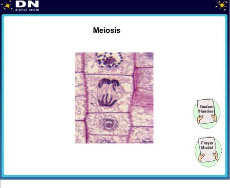 Meiosis.