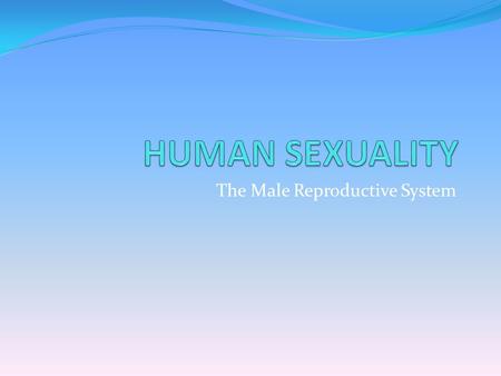 The Male Reproductive System