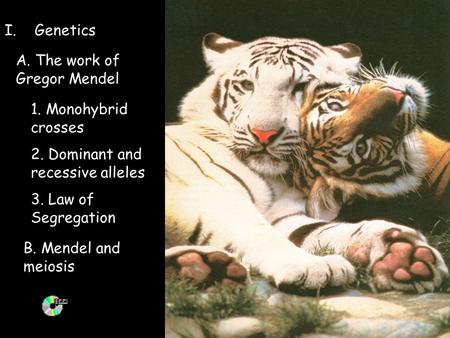 I.Genetics A. The work of Gregor Mendel 1. Monohybrid crosses 2. Dominant and recessive alleles 3. Law of Segregation B. Mendel and meiosis.