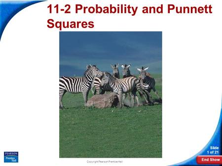 End Show Slide 1 of 21 Copyright Pearson Prentice Hall 11-2 Probability and Punnett Squares.